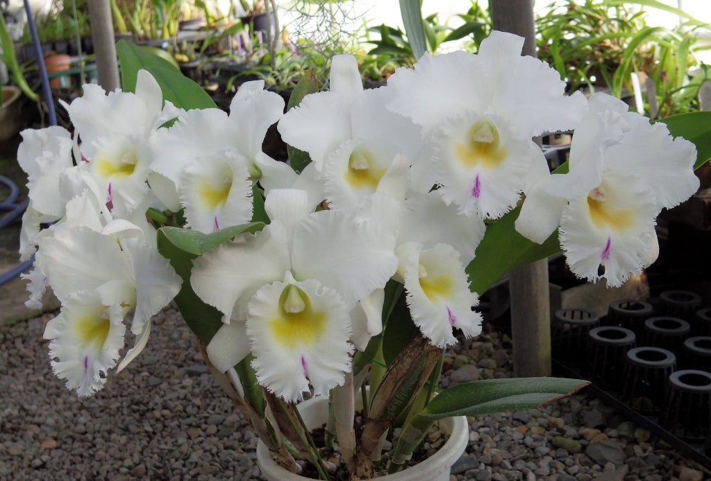 Rhyncholaeliocattleya Pastoral 'Innocence' AM/AOS (C. Mademoiselle Louise Pauwels × Rlc. Déesse)
