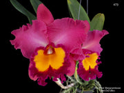 Rhyncholaeliocattleya Phet Wangnamkeaw