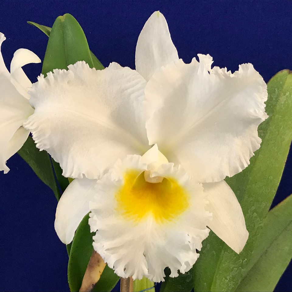 Rhyncholaeliocattleya Phonnapa