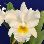 Rhyncholaeliocattleya Phonnapa