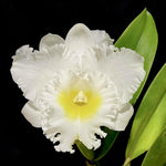 Carica l&#39;immagine nel visualizzatore Galleria, Rhyncholaeliocattleya Phonnapa
