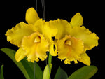 Carica l&#39;immagine nel visualizzatore Galleria, Rhyncholaeliocattleya Ploenpit Golden Delight
