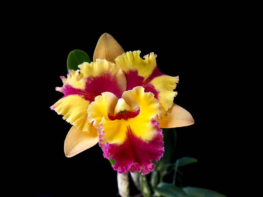 Rhyncholaeliocattleya Rungnapha Fancy 'Warm Welcome'