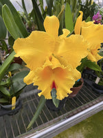 Carica l&#39;immagine nel visualizzatore Galleria, Rhyncholaeliocattleya Suzuki&#39;s Preciosa (Rlc. Goldenzelle × Rlc. Chunyeah)
