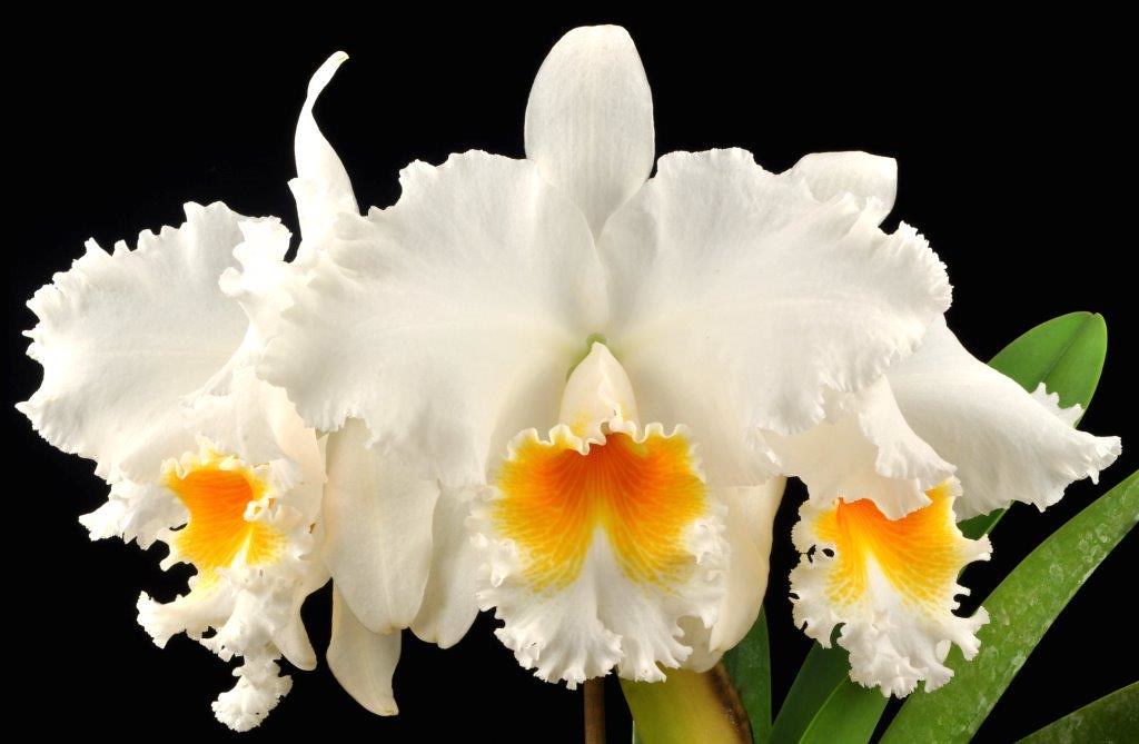 Rhyncholaeliocattleya Taida Eagle Eye 'All Victory'