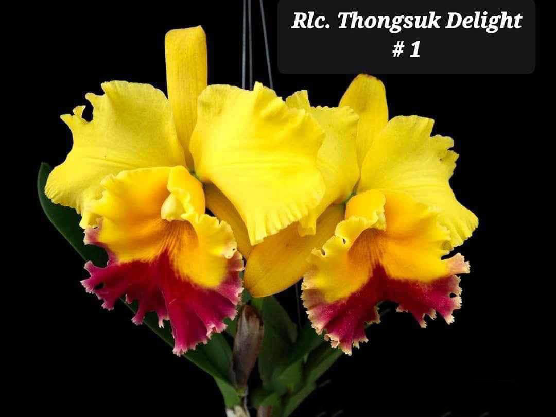 Rhyncholaeliocattleya Thongsuk Delight