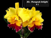 Rhyncholaeliocattleya Thongsuk Delight