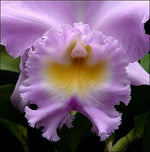 Carica l&#39;immagine nel visualizzatore Galleria, Rhyncholaeliocattleya Thalie (Rlc. Déesse × C. Odalisque)
