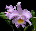 Carica l&#39;immagine nel visualizzatore Galleria, Rhyncholaeliocattleya Thalie (Rlc. Déesse × C. Odalisque)
