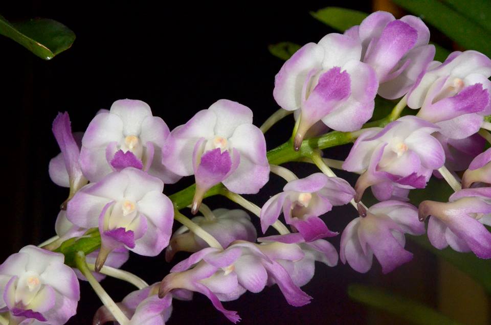 Rhynchorides Memoria Suranaree var pink