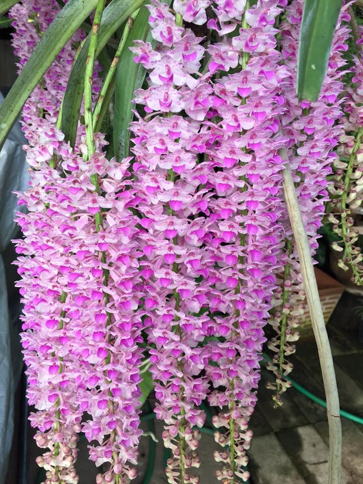 Rhynchorides Thai Gem (Rhy. Retusa x Aer. Rosea)