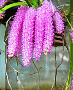 Carica l&#39;immagine nel visualizzatore Galleria, Rhynchorides Thai Gem (Rhy. Retusa x Aer. Rosea)
