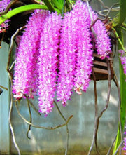 Rhynchorides Thai Gem (Rhy. Retusa x Aer. Rosea)