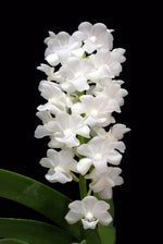 Carica l&#39;immagine nel visualizzatore Galleria, Rhynchostylis coelestis alba
