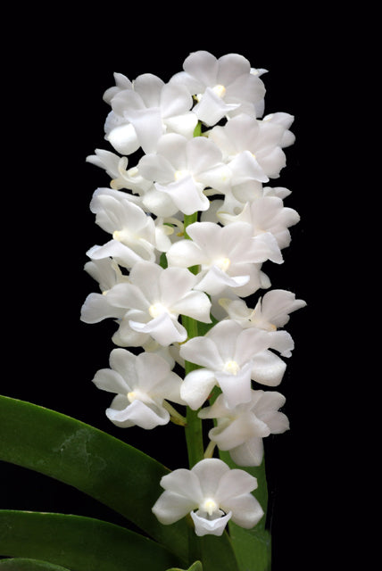 Rhynchostylis coelestis alba