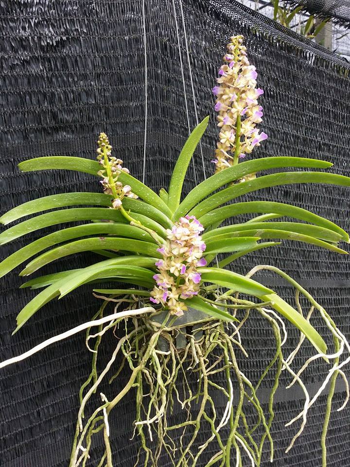 Rhynchostylis coelestis var pink x Rhynchorides Thai Noi