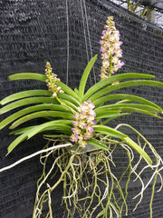 Rhynchostylis coelestis var pink x Rhynchorides Thai Noi