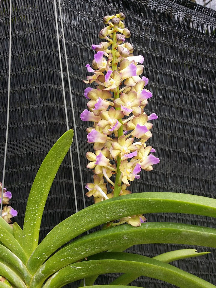 Rhynchostylis coelestis var pink x Rhynchorides Thai Noi