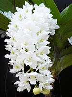 Carica l&#39;immagine nel visualizzatore Galleria, Rhynchostylis gigantea alba
