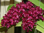 Carica l&#39;immagine nel visualizzatore Galleria, Rhynchostylis gigantea red
