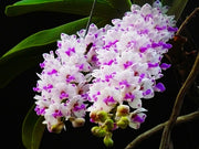Rhynchostylis gigantea spot