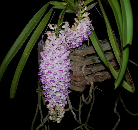 Rhynchostylis retusa