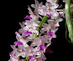 Carica l&#39;immagine nel visualizzatore Galleria, Rhynchostylis retusa
