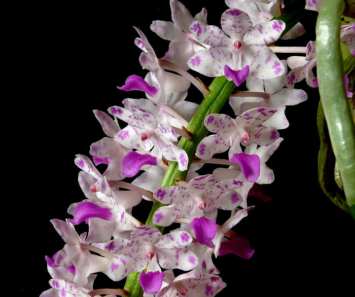 Rhynchostylis retusa
