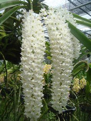 Rhynchostylis retusa alba