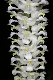 Rhynchostylis retusa alba