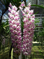 Carica l&#39;immagine nel visualizzatore Galleria, Rhynchorides retusa-lawrenceae (Rhynchostylis retusa × Aerides lawrenceae)
