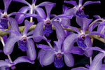 Carica l&#39;immagine nel visualizzatore Galleria, Rhyncovanda azure (Rhynchostylis gigantea x Vanda coerulea)
