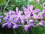 Carica l&#39;immagine nel visualizzatore Galleria, Rhyncovanda azure (Rhynchostylis gigantea x Vanda coerulea)
