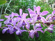 Rhyncovanda azure (Rhynchostylis gigantea x Vanda coerulea)