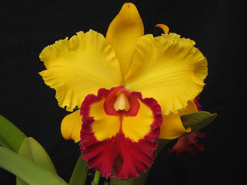 RLC Liu's Joyance "Gold Pin"