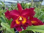 Carica l&#39;immagine nel visualizzatore Galleria, Rhyncholaeliocattleya Chao Praya Red
