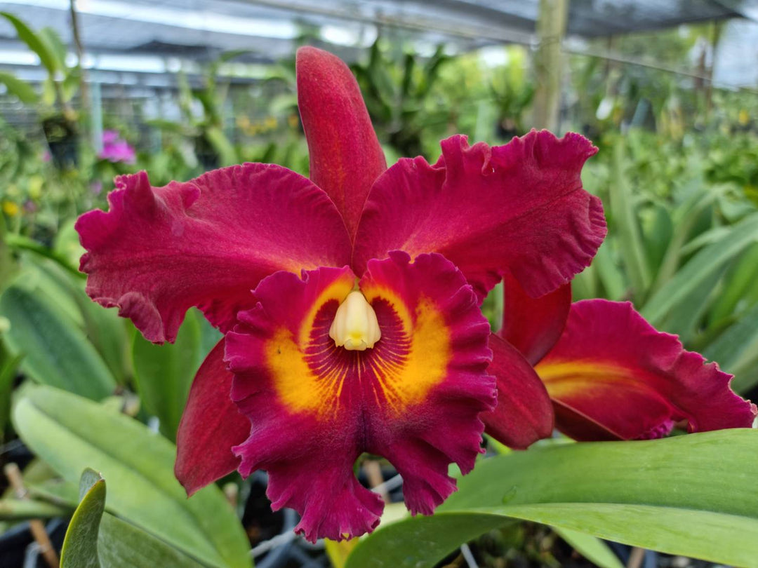 Rhyncholaeliocattleya Chao Praya Red