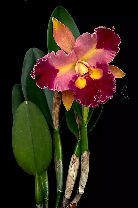 Rhyncattleanthe Chief Queen ’Lightning’ (Rlc. Taiwan Queen × Rth. Chief Sweet Orange)
