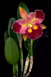 Rhyncattleanthe Chief Queen ’Lightning’ (Rlc. Taiwan Queen × Rth. Chief Sweet Orange)