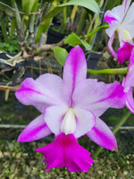 Carica l&#39;immagine nel visualizzatore Galleria, Rhyncholaeliocattleya Hua Young Royal &#39;Kinmen’ (C. walkeriana × Rlc. Shinfong Royal)
