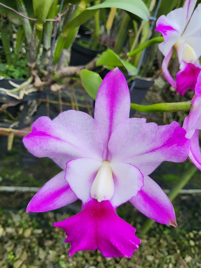 Rhyncholaeliocattleya Hua Young Royal 'Kinmen’ (C. walkeriana × Rlc. Shinfong Royal)