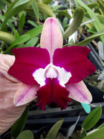 Carica l&#39;immagine nel visualizzatore Galleria, Rhyncholaeliocattleya Chungfong Toshie (Rlc. Little Toshie x C. Netrasiri Beauty)
