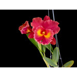 Carica l&#39;immagine nel visualizzatore Galleria, Rhyncholaeliocattleya Siam Red
