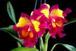 Carica l&#39;immagine nel visualizzatore Galleria, Rhyncholaeliocattleya Chunfong Queen &#39;Happy Spring&#39;
