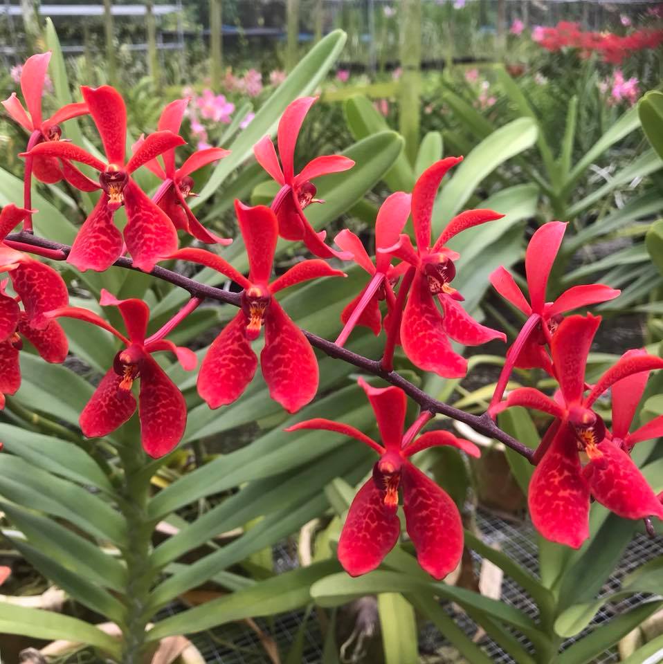 Renanopsis Lena Rowold (Renanthera storiei × Vandopsis lissochiloides)