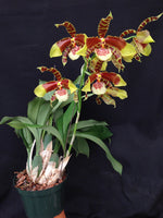 Carica l&#39;immagine nel visualizzatore Galleria, Rossioglossum Rawdon Jester &#39;Great Bee&#39;
