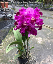 Rhyncattleanthe Yuan Dung Torch 'Grape'