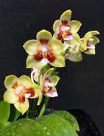 Carica l&#39;immagine nel visualizzatore Galleria, Phalaenopsis Chienlung Sweetheart &#39;Mainshow&#39;
