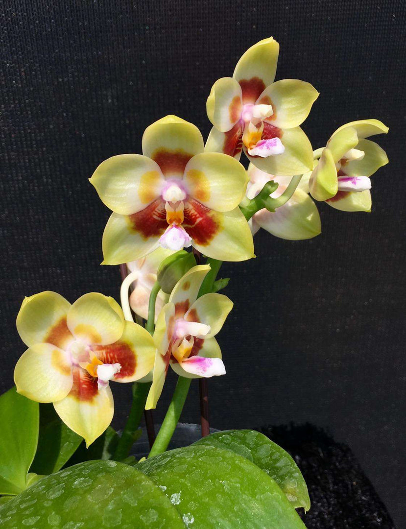 Phalaenopsis Chienlung Sweetheart 'Mainshow'