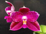 Carica l'immagine nel visualizzatore Galleria, Phalaenopsis KS Super Zebra